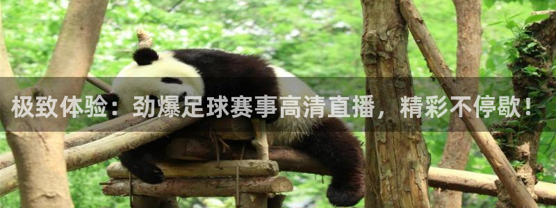 nba直播免费观看直播在线小九：极致体验：劲爆足球赛事高清直播，精彩不停歇！